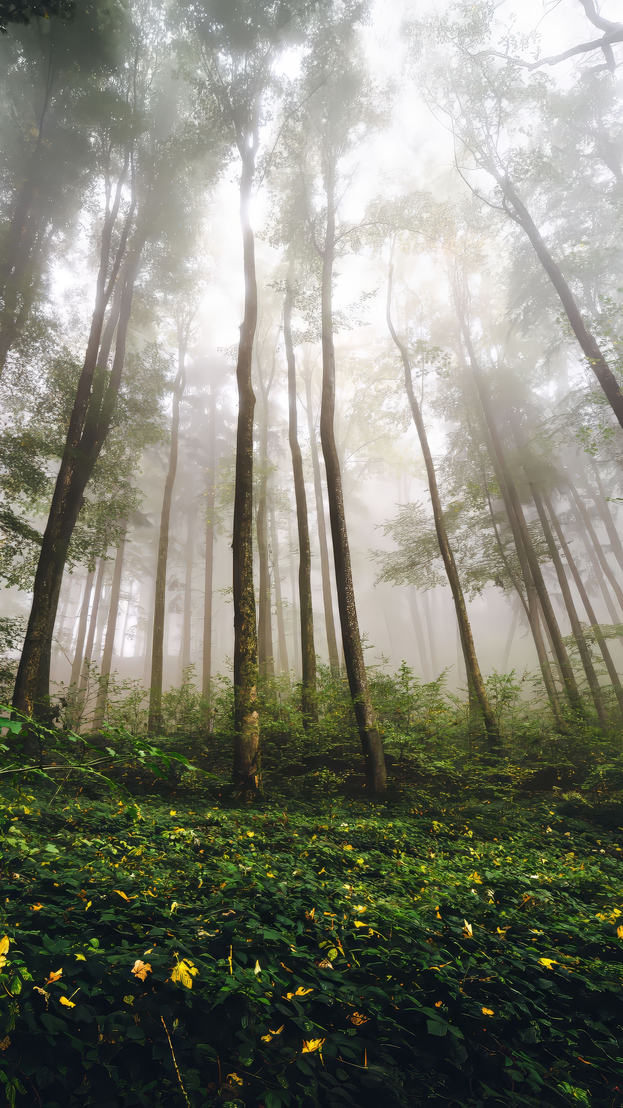 2160x3840 Wallpaper trees, forest, fog, nature, summer