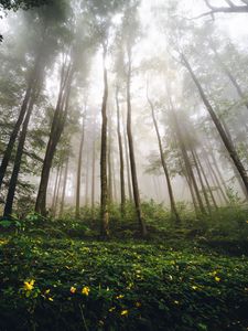 Preview wallpaper trees, forest, fog, nature, summer