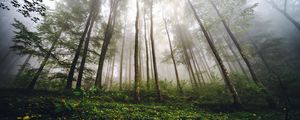 Preview wallpaper trees, forest, fog, nature, summer
