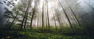 Preview wallpaper trees, forest, fog, nature, summer