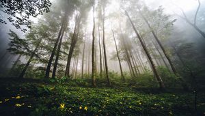 Preview wallpaper trees, forest, fog, nature, summer