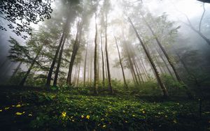 Preview wallpaper trees, forest, fog, nature, summer