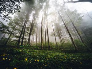 Preview wallpaper trees, forest, fog, nature, summer