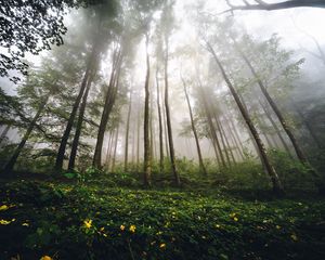 Preview wallpaper trees, forest, fog, nature, summer