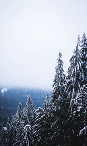 Preview wallpaper trees, forest, fog, pine, snow