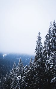 Preview wallpaper trees, forest, fog, pine, snow