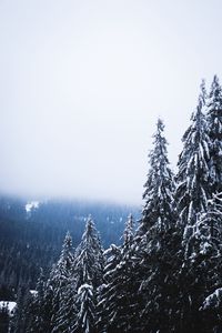 Preview wallpaper trees, forest, fog, pine, snow