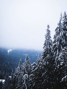 Preview wallpaper trees, forest, fog, pine, snow