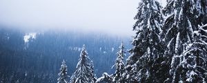 Preview wallpaper trees, forest, fog, pine, snow