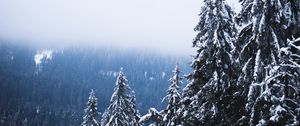 Preview wallpaper trees, forest, fog, pine, snow