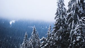 Preview wallpaper trees, forest, fog, pine, snow