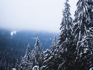 Preview wallpaper trees, forest, fog, pine, snow