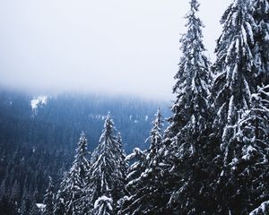 Preview wallpaper trees, forest, fog, pine, snow