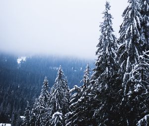 Preview wallpaper trees, forest, fog, pine, snow