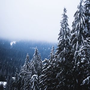 Preview wallpaper trees, forest, fog, pine, snow