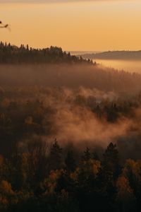 Preview wallpaper trees, forest, fog, distance