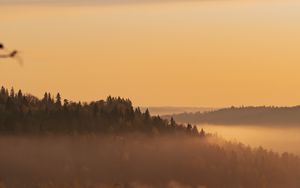 Preview wallpaper trees, forest, fog, distance