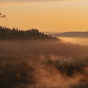 Preview wallpaper trees, forest, fog, distance