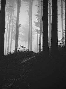 Preview wallpaper trees, forest, fog, bw