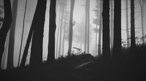 Preview wallpaper trees, forest, fog, bw