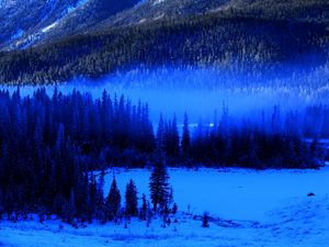 Preview wallpaper trees, forest, fog, snow, spruce