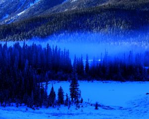 Preview wallpaper trees, forest, fog, snow, spruce