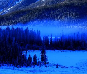 Preview wallpaper trees, forest, fog, snow, spruce