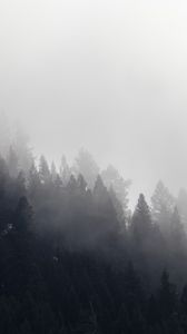 Preview wallpaper trees, forest, fog, cloud