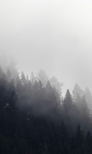 Preview wallpaper trees, forest, fog, cloud