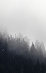 Preview wallpaper trees, forest, fog, cloud