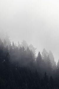 Preview wallpaper trees, forest, fog, cloud