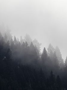 Preview wallpaper trees, forest, fog, cloud
