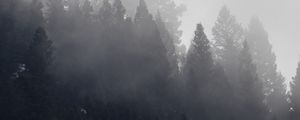 Preview wallpaper trees, forest, fog, cloud