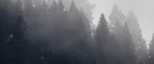 Preview wallpaper trees, forest, fog, cloud