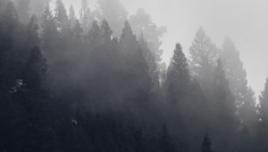 Preview wallpaper trees, forest, fog, cloud