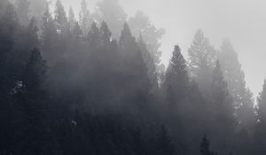 Preview wallpaper trees, forest, fog, cloud