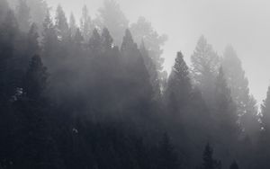 Preview wallpaper trees, forest, fog, cloud