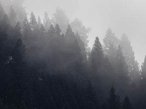 Preview wallpaper trees, forest, fog, cloud