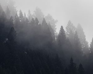 Preview wallpaper trees, forest, fog, cloud