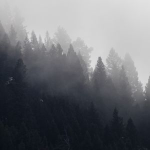 Preview wallpaper trees, forest, fog, cloud