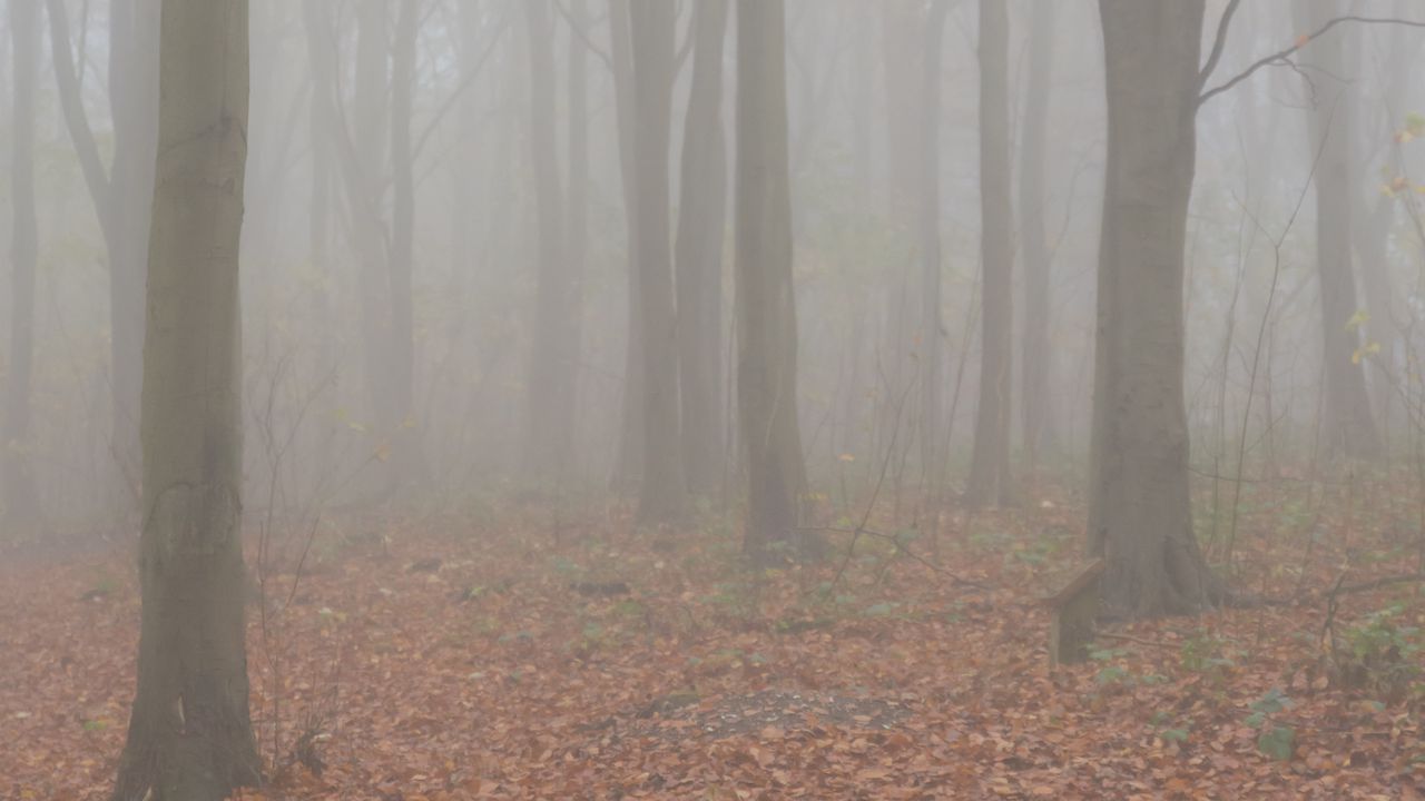 Wallpaper trees, forest, fog, autumn