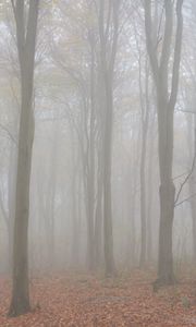 Preview wallpaper trees, forest, fog, autumn