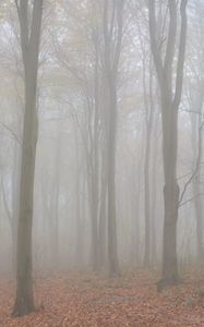 Preview wallpaper trees, forest, fog, autumn