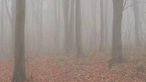 Preview wallpaper trees, forest, fog, autumn