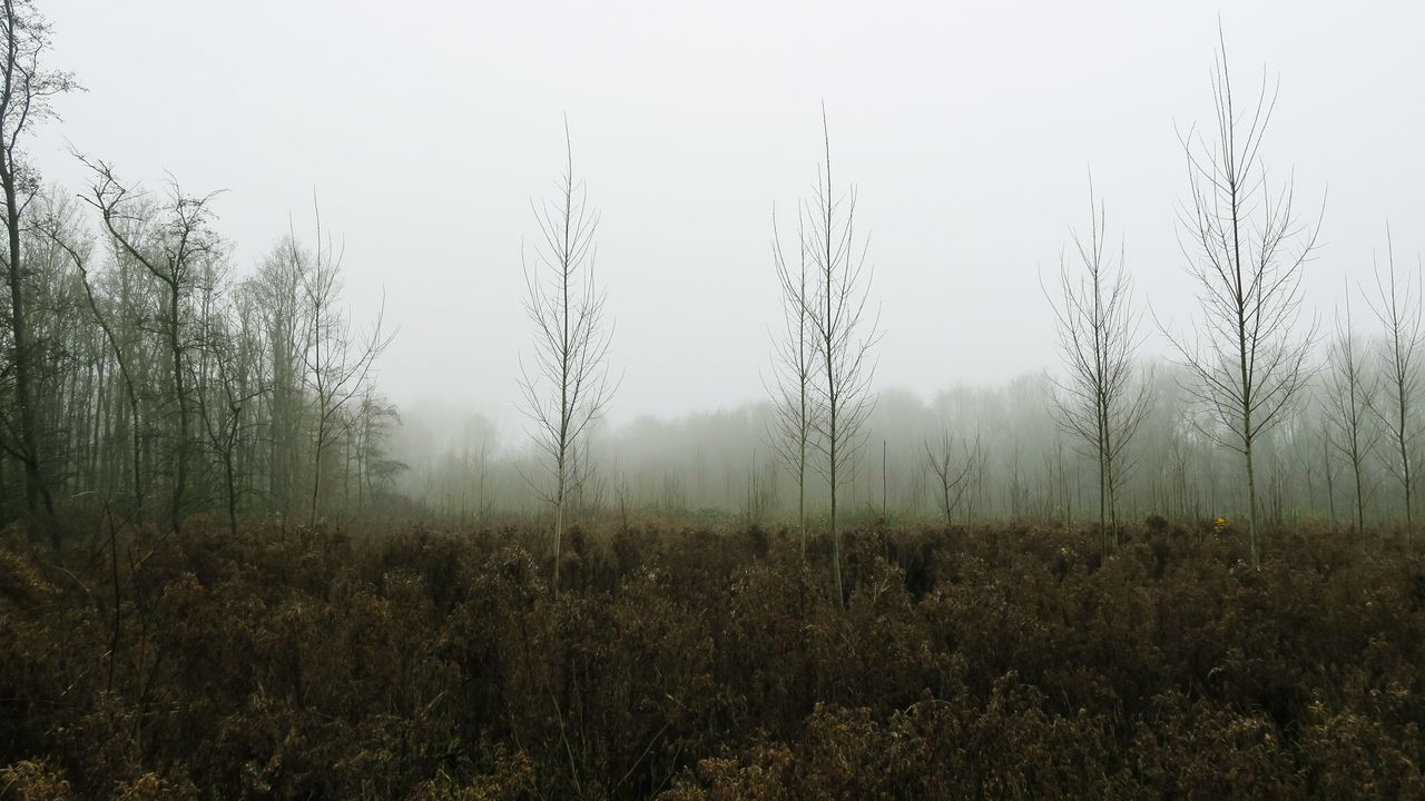 Wallpaper trees, forest, fog, nature