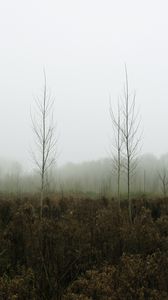 Preview wallpaper trees, forest, fog, nature