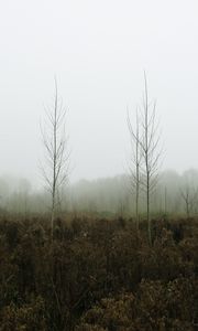 Preview wallpaper trees, forest, fog, nature