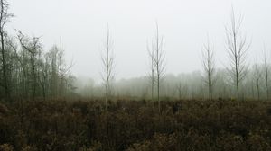 Preview wallpaper trees, forest, fog, nature