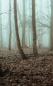 Preview wallpaper trees, forest, fog, nature, gloomy