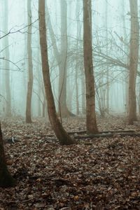 Preview wallpaper trees, forest, fog, nature, gloomy